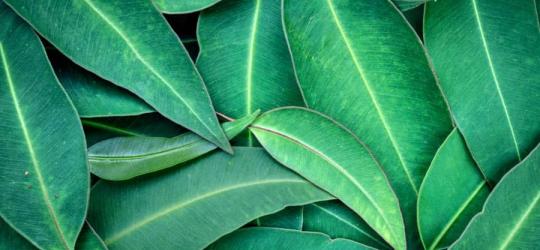 Zielone liście eukaliptusa.