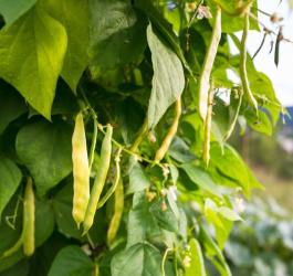 Strąki fasoli zwyczajnej na krzaku.