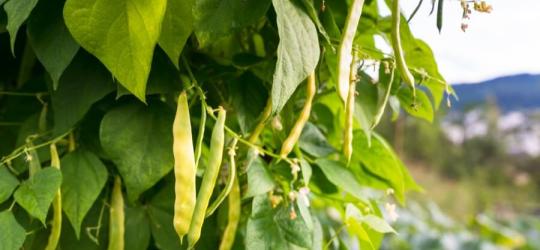 Strąki fasoli zwyczajnej na krzaku.