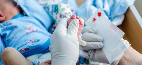 Badanie w kierunku fenyloketonurii wykonywane u niemowlęcia. Krew pobierana jest ze stopy.