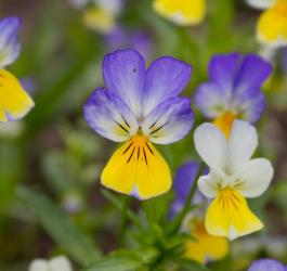 Kwitnący fiołek trójbarwny.