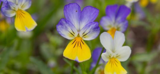 Kwitnący fiołek trójbarwny.