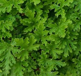 Żywozielone liście geranium.