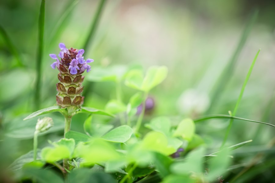 Kwitnąca głowienka pospolita.