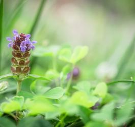 Kwitnąca głowienka pospolita.