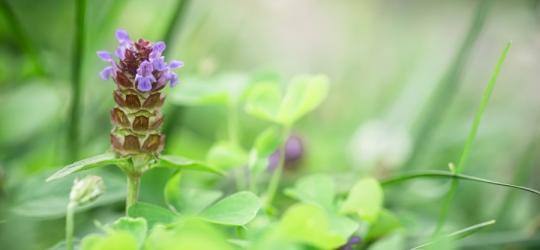 Kwitnąca głowienka pospolita.