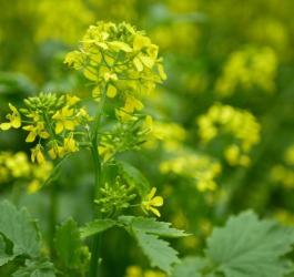 Kwitnąca gorczyca biała.