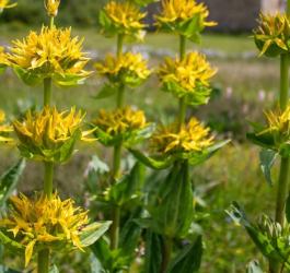 Kwitnąca goryczka żółta.