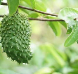Wiszący na drzewie owoc gravioli.