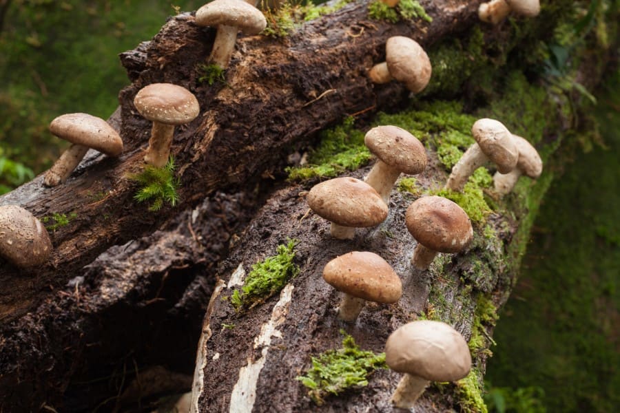 Grzyby shiitake rosnące na omszałym pniu drzewa.