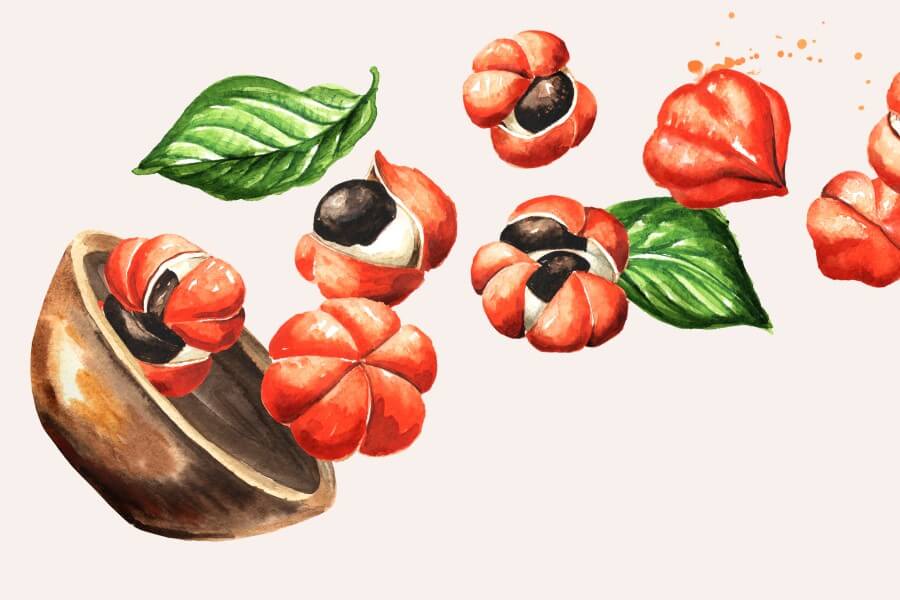 Rysunkowe jagody guarany.
