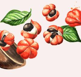 Rysunkowe jagody guarany.