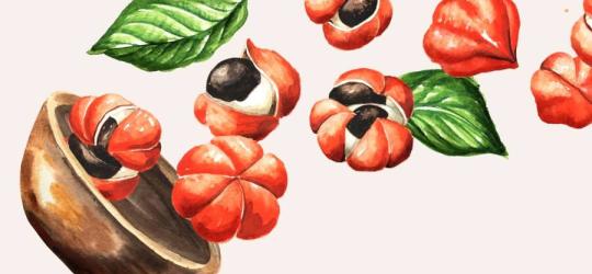 Rysunkowe jagody guarany.