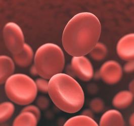 Erytrocyty zawierające hemoglobine, odpowiadającą za ich budowę, kształt oraz kolor krwi.