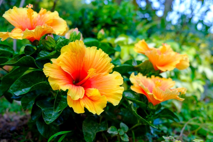 hibiskus