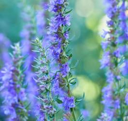 Kwitnący hyzop lekarski.