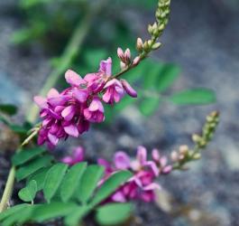 Kwitnący indygowiec barwierski.