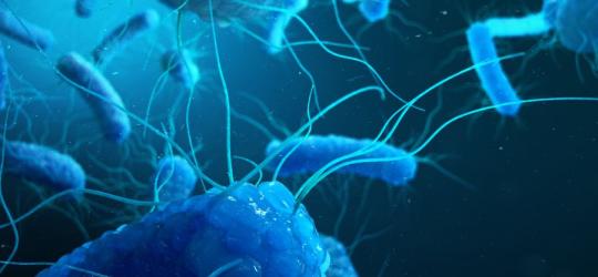 Jak można zarazić się salmonellą?