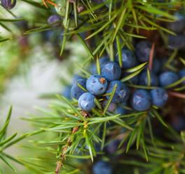 Krzew jałowca pospolitego z widocznymi owocami (szyszkojagodami).