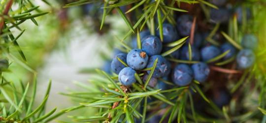 Krzew jałowca pospolitego z widocznymi owocami (szyszkojagodami).