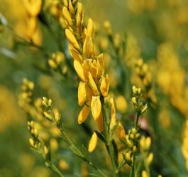 Kwitnący janowiec barwierski.