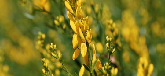 Kwitnący janowiec barwierski.