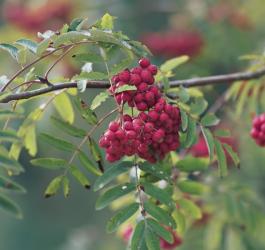 Liście i owoce jarząbu pospolitego.