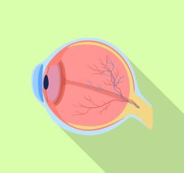 Grafika 2D obrazująca wewnętrzne struktury ludzkiego oka.