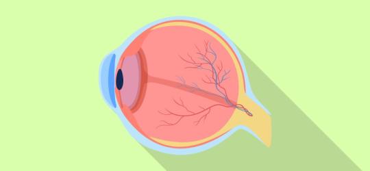 Grafika 2D obrazująca wewnętrzne struktury ludzkiego oka.