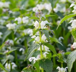 Jasnota biała z widocznymi, białymi kwiatami.