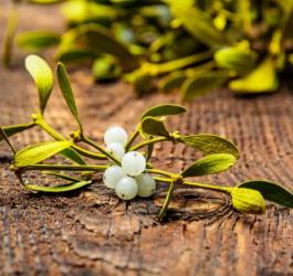 Gałązka jemioły pospolitej z owocami.