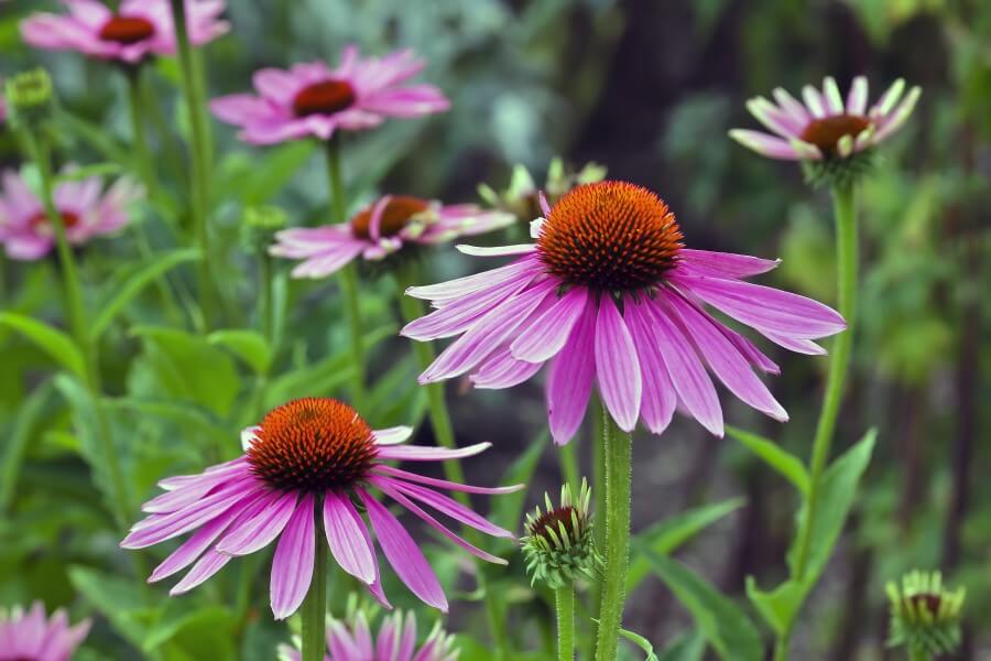 Kwiaty jeżówki purpurowej (Echinacea) w środowisku naturalnym.