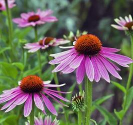 Kwiaty jeżówki purpurowej (Echinacea) w środowisku naturalnym.