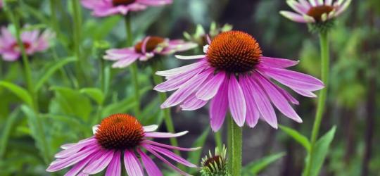 Kwiaty jeżówki purpurowej (Echinacea) w środowisku naturalnym.