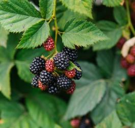 Owoce jeżyny fałdowanej na krzaku.