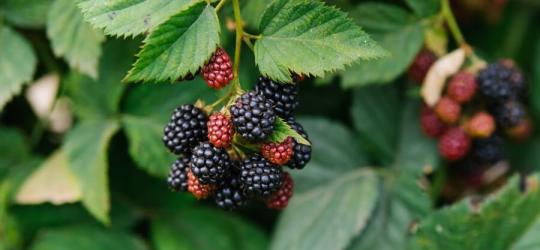 Owoce jeżyny fałdowanej na krzaku.