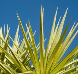 Liście jukki na tle niebieskiego nieba.