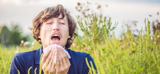 Kalendarz alergika: co pyli w sierpniu?