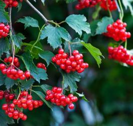 Krzew kaliny koralowej z dojrzałymi, czerwonymi owocami.