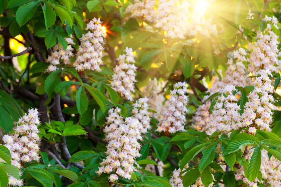 Kwitnący kasztanowiec zwyczajny.