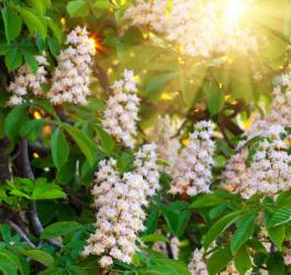 Kwitnący kasztanowiec zwyczajny.