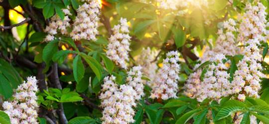 Kwitnący kasztanowiec zwyczajny.