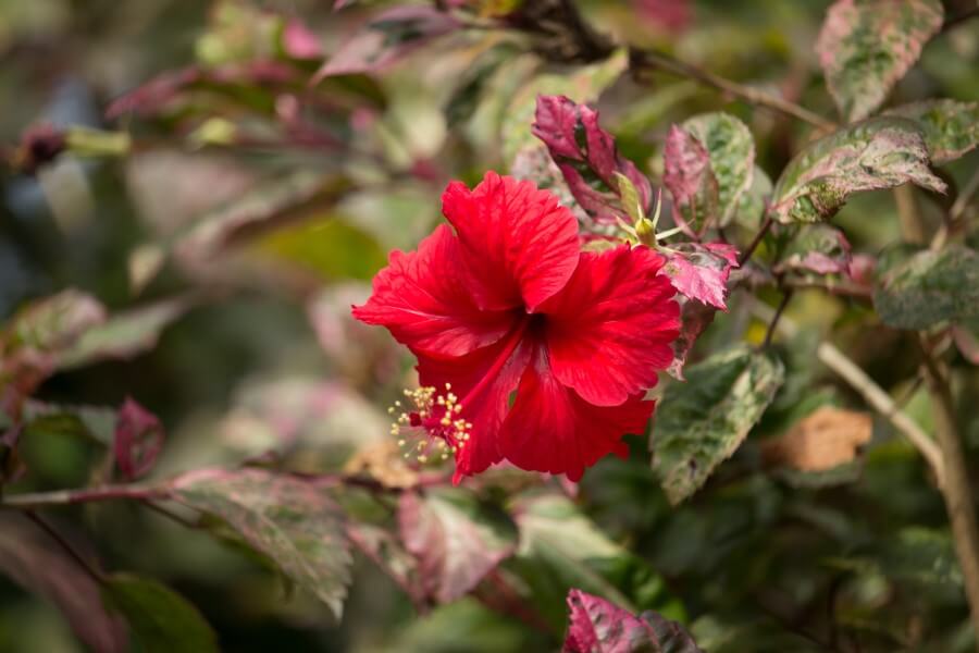 Kwitnąca ketmia szczawiowa, czyli hibiskus.