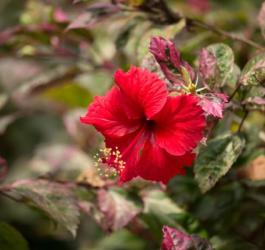 Kwitnąca ketmia szczawiowa, czyli hibiskus.