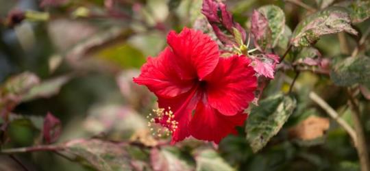 Kwitnąca ketmia szczawiowa, czyli hibiskus.