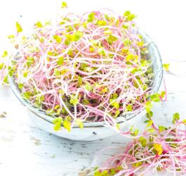 Kiełki - korzyści dla zdrowia