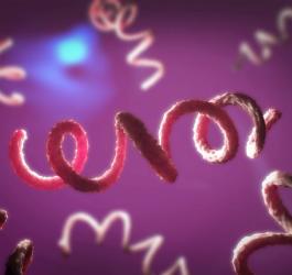 Kiła (syfilis) objawy i leczenie