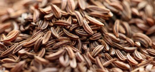 Owoce kminku zwyczajnego.