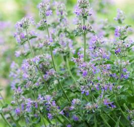 Dziko rosnąca kocimiętka pospolita z drobnymi, fioletowymi kwiatami.