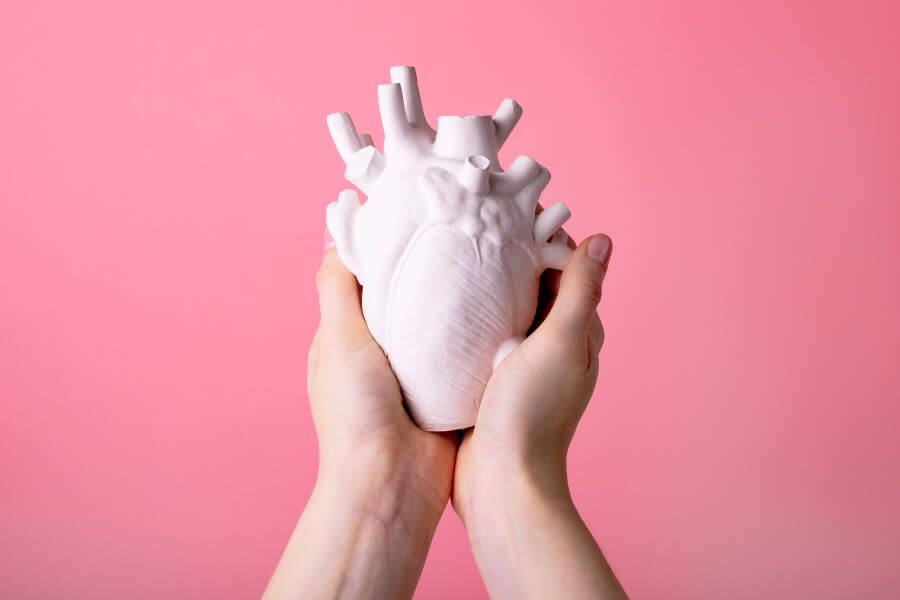 Osoba trzyma w dłoniach model ludzkiego serca.